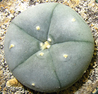 L.Williamsii var. Camargo 3 to 4cm